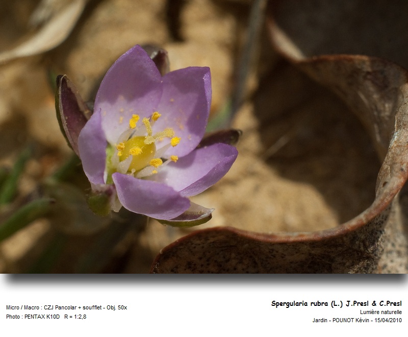 Spergularia rubra (L.) J.Presl & C.Presl - Spergulaire rouge #15651