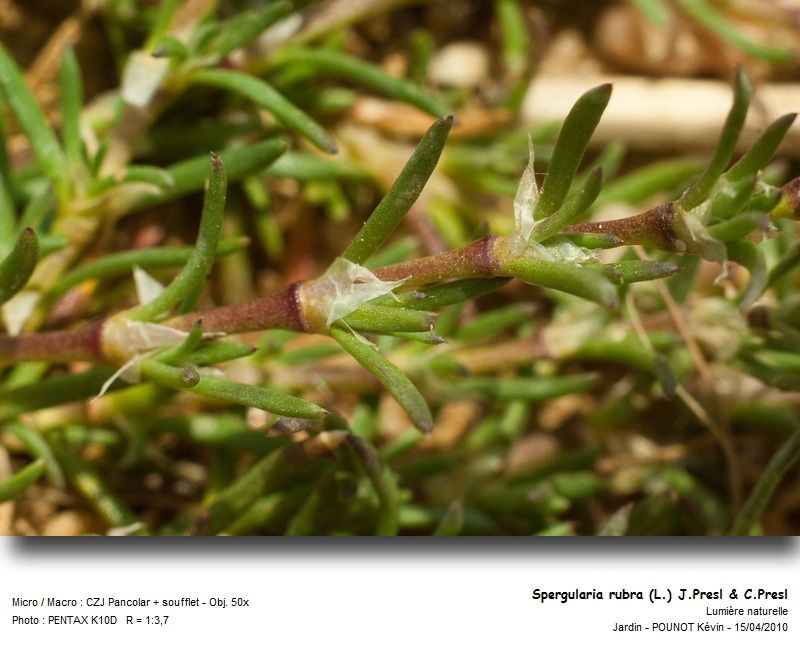 Spergularia rubra (L.) J.Presl & C.Presl - Spergulaire rouge #15650