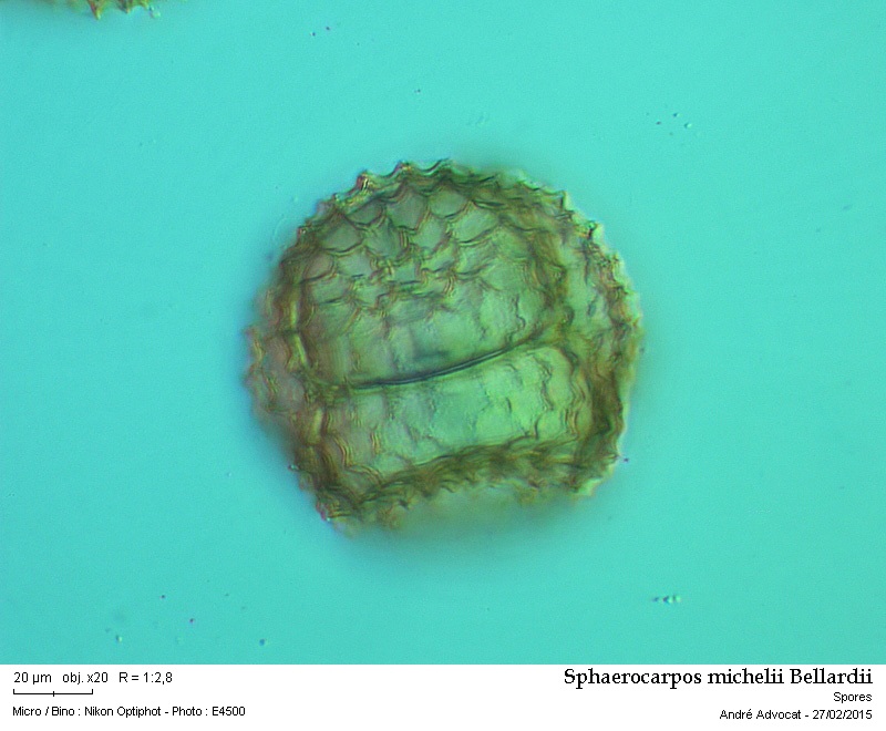 Sphaerocarpos michelii Bellardi #40752