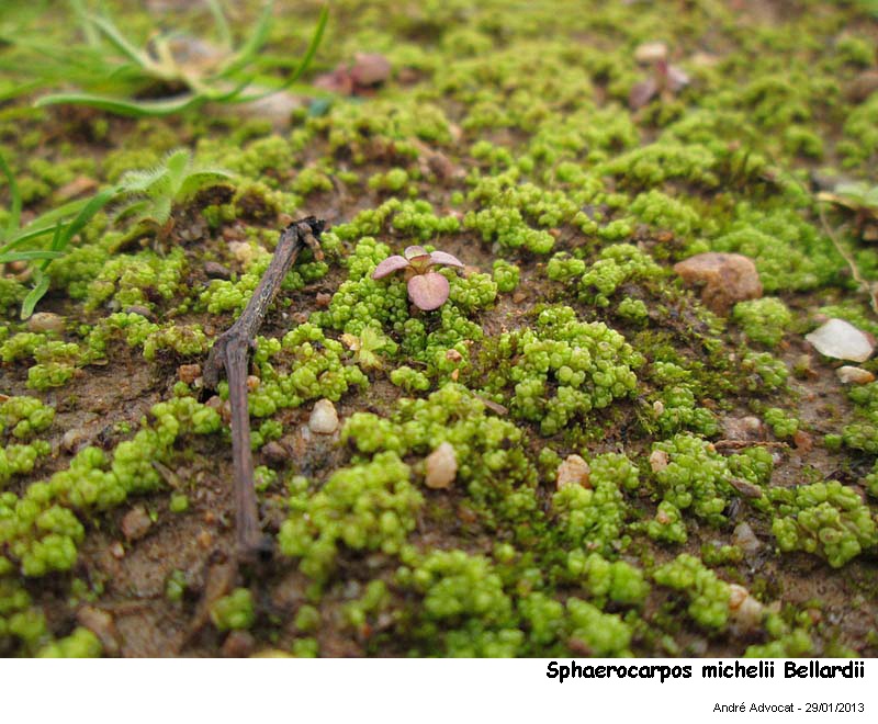 Sphaerocarpos michelii Bellardi #29893