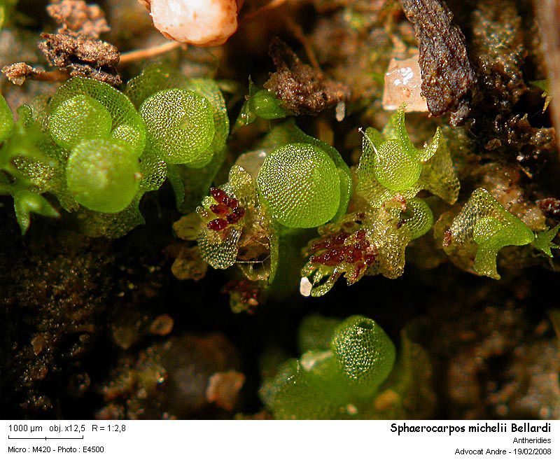 Sphaerocarpos michelii Bellardi #2514