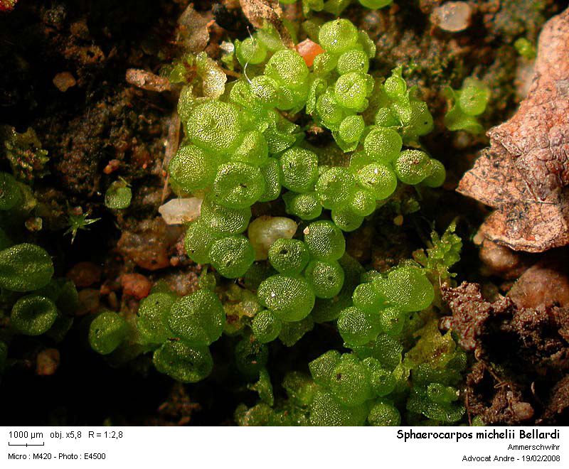 Sphaerocarpos michelii Bellardi #2512