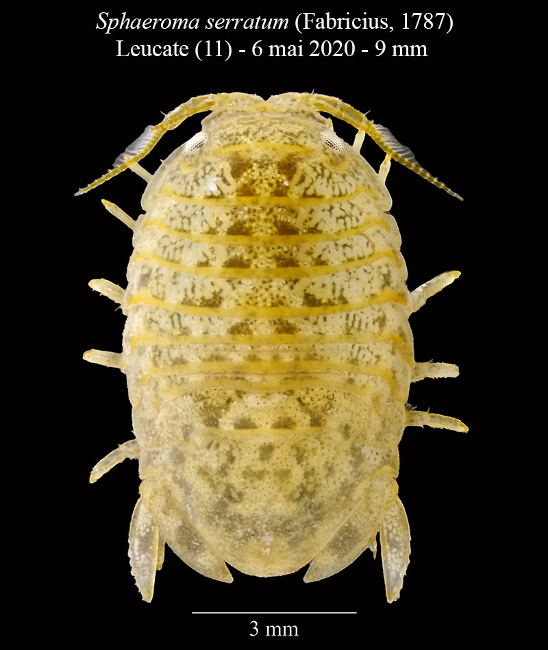 Sphaeroma serratum #63401