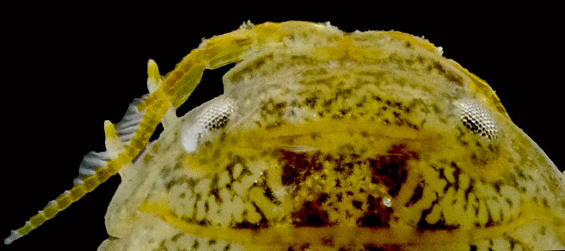 Sphaeroma serratum #63402