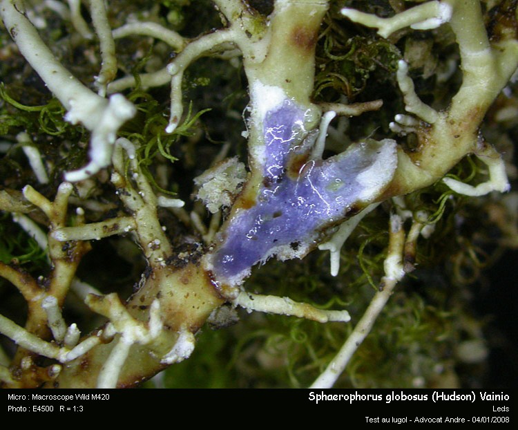 Sphaerophorus globosus (Hudson) Vainio #1702