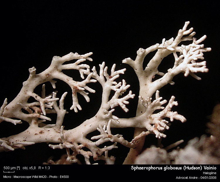 Sphaerophorus globosus (Hudson) Vainio #1701