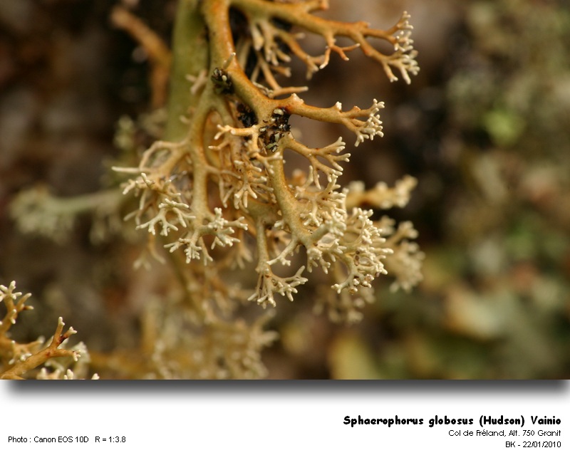 Sphaerophorus globosus (Hudson) Vainio #14320