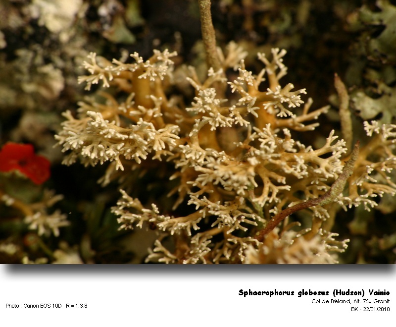 Sphaerophorus globosus (Hudson) Vainio #14321