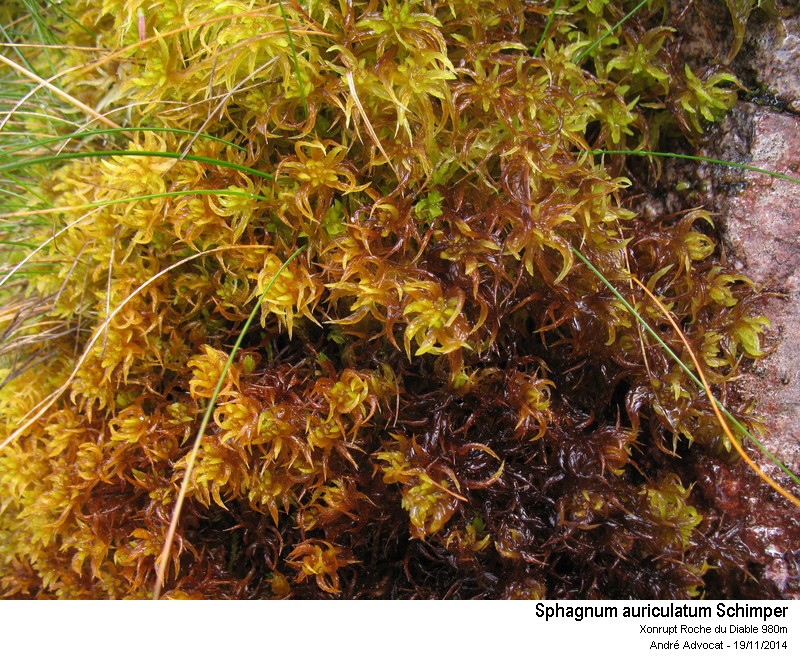 Sphagnum auriculatum Schimper #39872