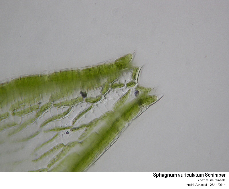 Sphagnum auriculatum Schimper #39876