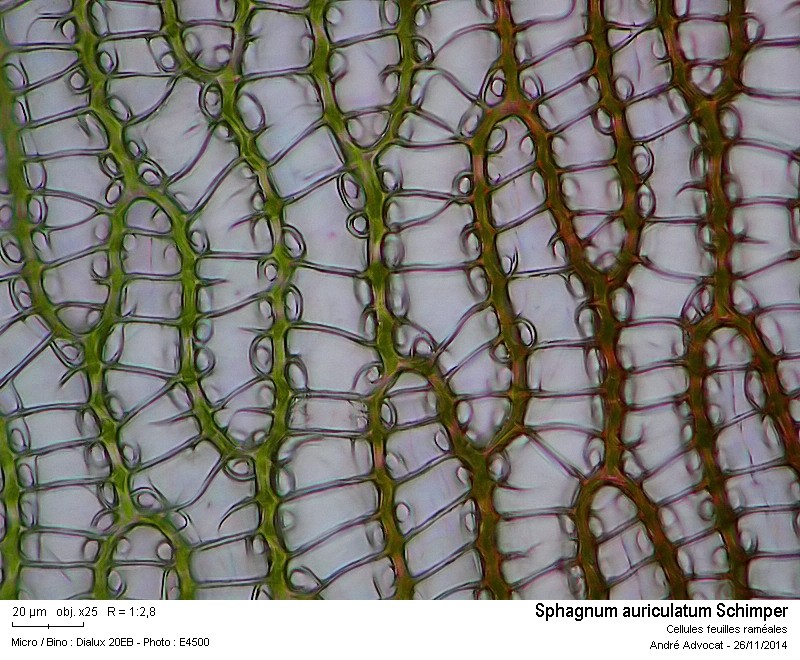 Sphagnum auriculatum Schimper #39879