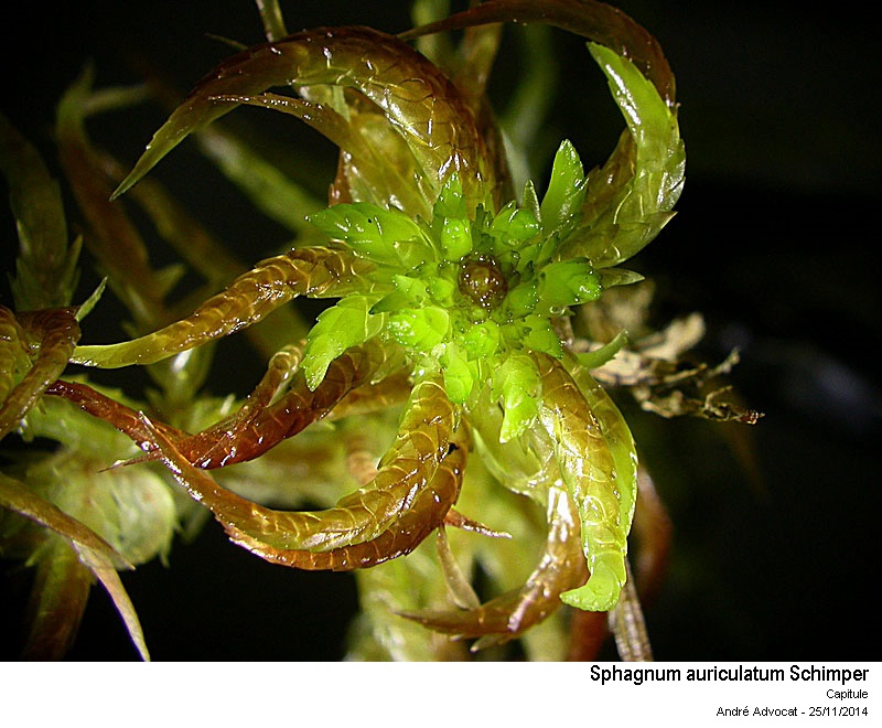 Sphagnum auriculatum Schimper #39873