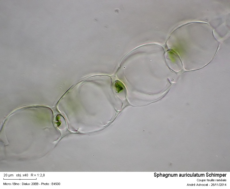 Sphagnum auriculatum Schimper #39877
