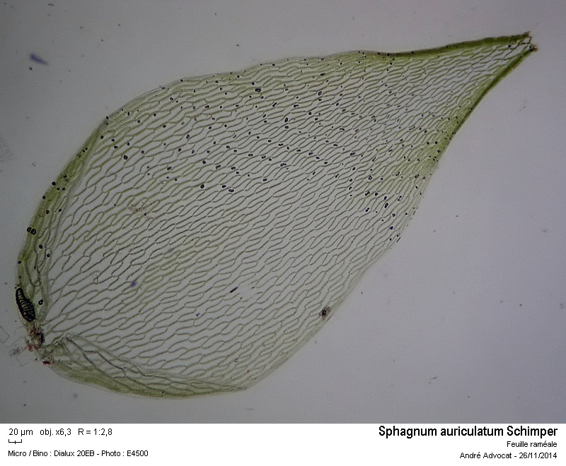Sphagnum auriculatum Schimper #39875