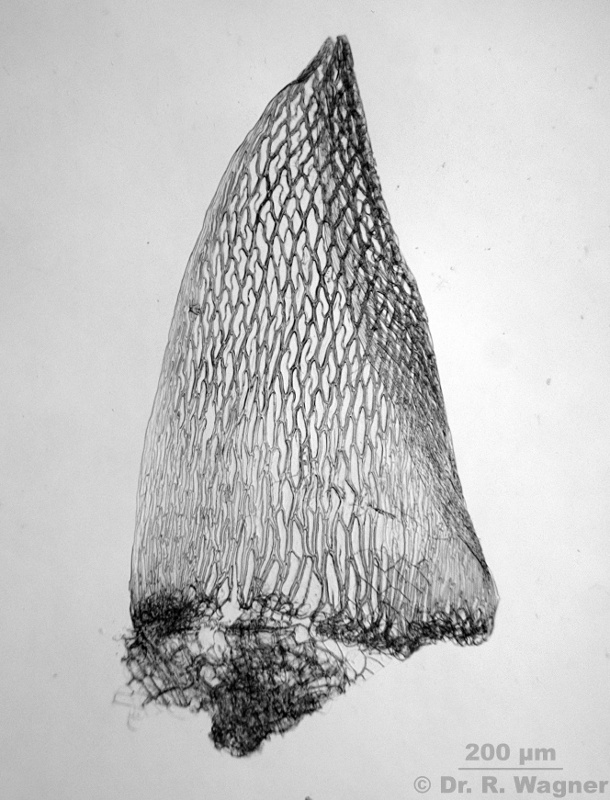 Sphagnum cf. subnitens #38926