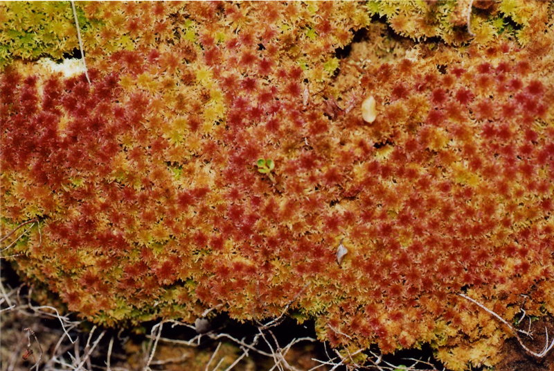 Sphagnum cf. subnitens #38922