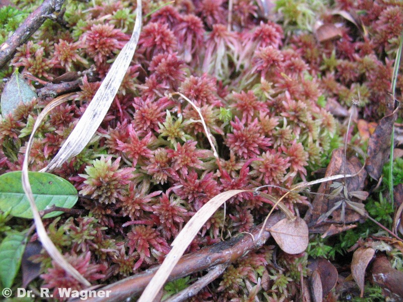 Sphagnum cf. russowii #7999