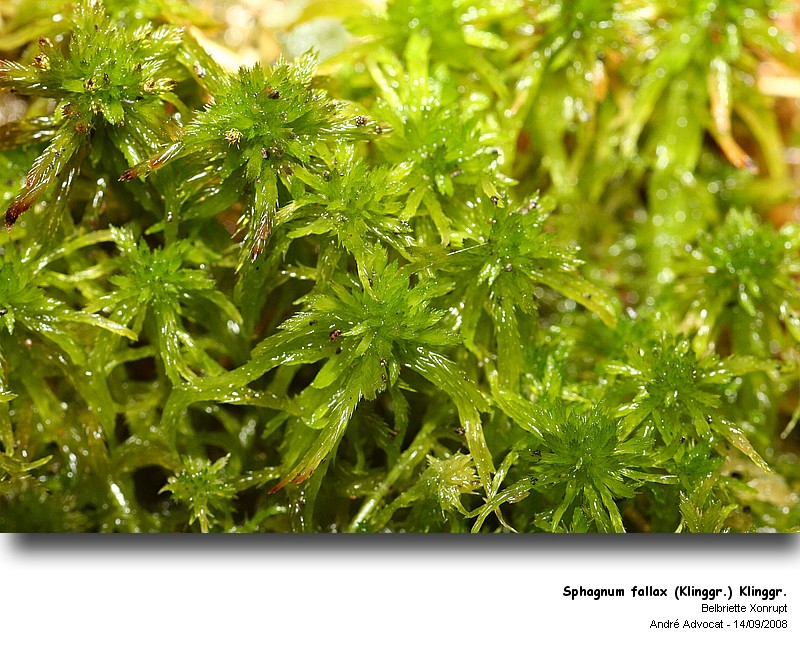 Sphagnum fallax (Klinggr.) Klinggr. #5546