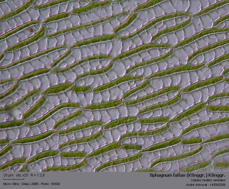 Sphagnum fallax (Klinggr.) Klinggr. #5555