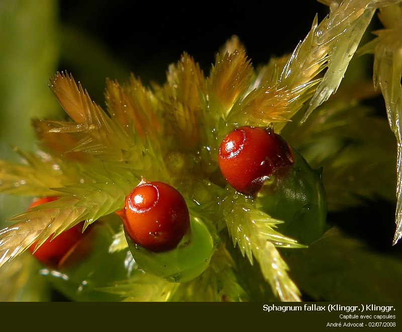 Sphagnum fallax (Klinggr.) Klinggr. #5547
