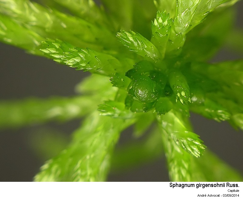 Sphagnum girgensohnii Russ. #38813