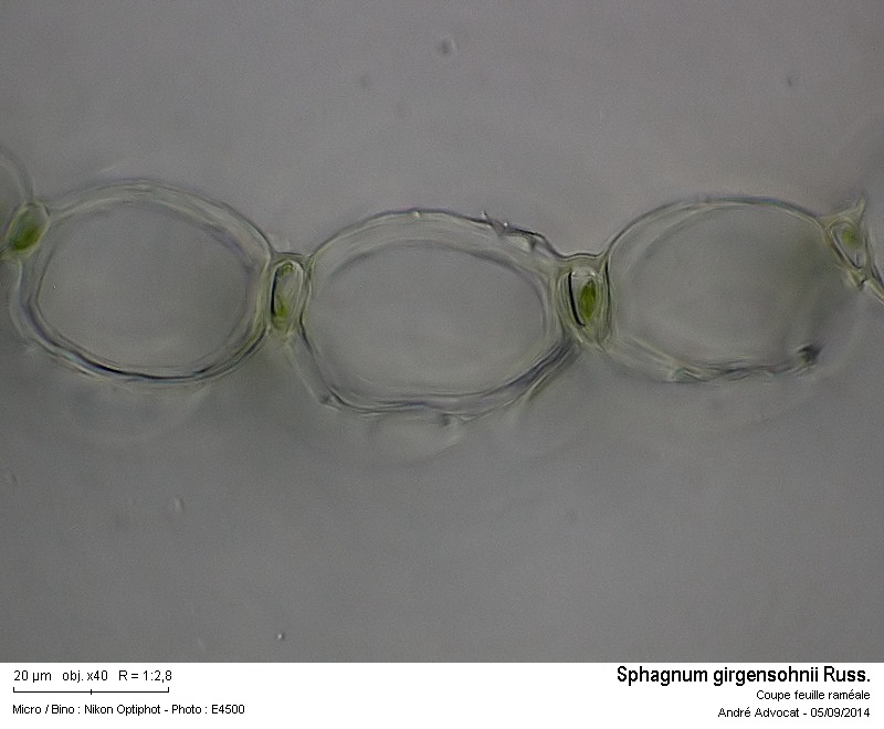 Sphagnum girgensohnii Russ. #38815
