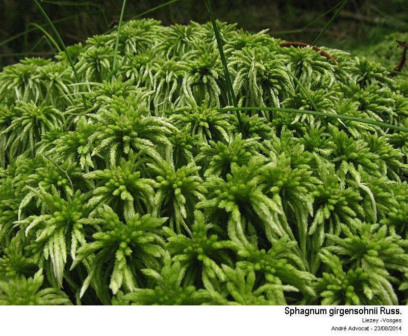 Sphagnum girgensohnii Russ. #38812