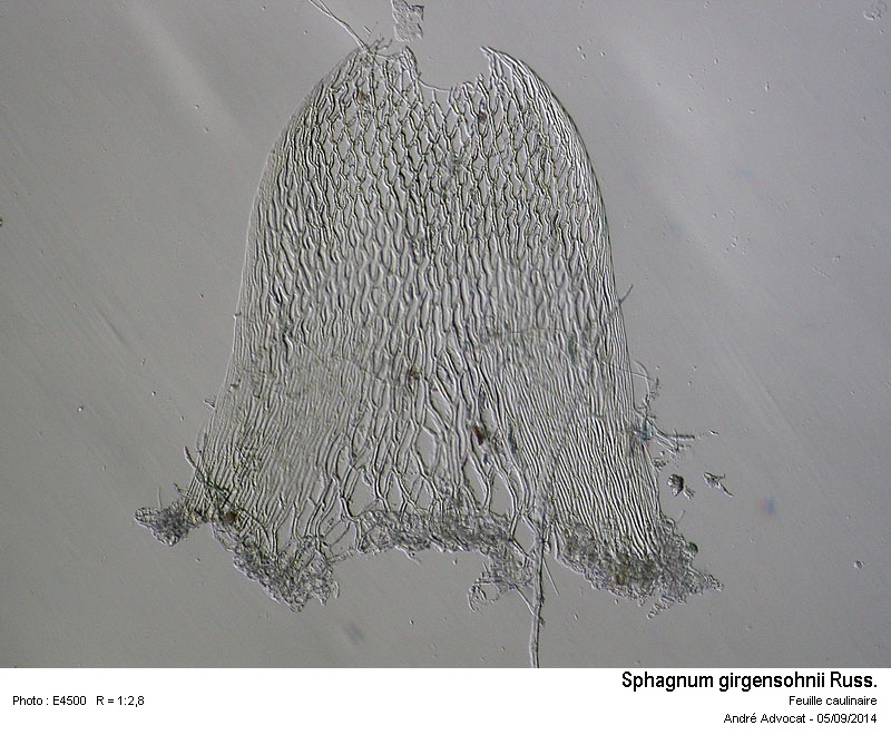 Sphagnum girgensohnii Russ. #38814