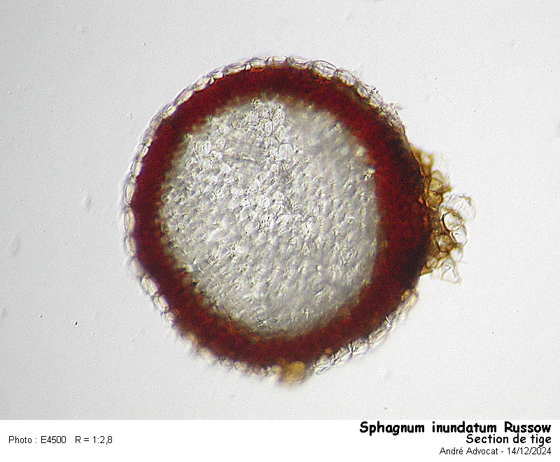 Sphagnum inundatum Russow #80971