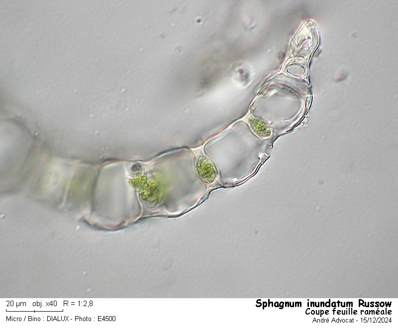 Sphagnum inundatum Russow #80978