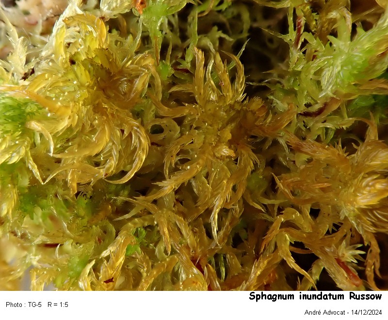Sphagnum inundatum Russow #80970