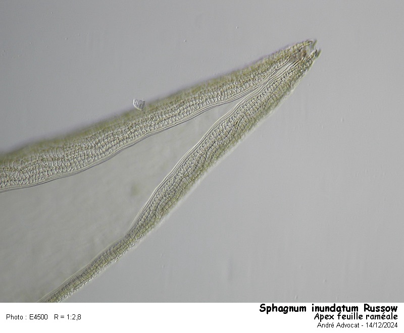 Sphagnum inundatum Russow #80977