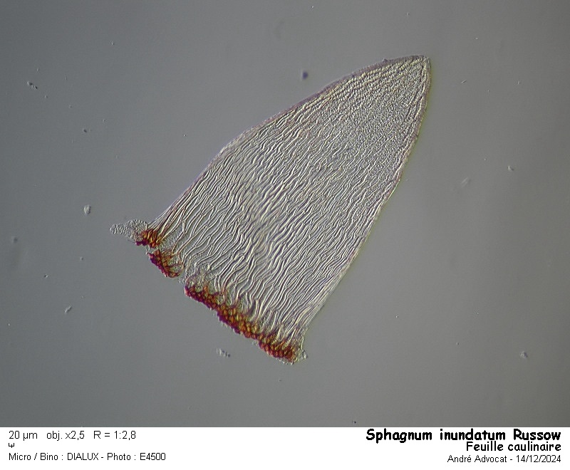 Sphagnum inundatum Russow #80973