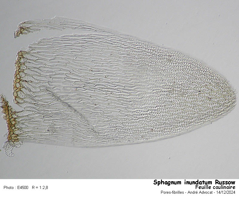 Sphagnum inundatum Russow #80974