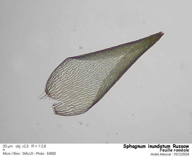 Sphagnum inundatum Russow #80976