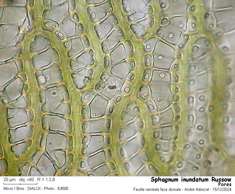 Sphagnum inundatum Russow #80989