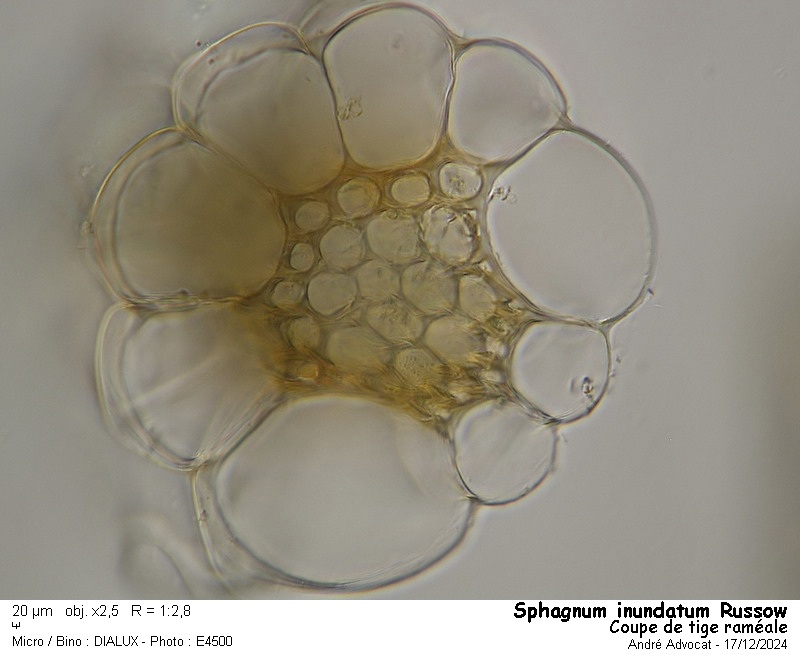 Sphagnum inundatum Russow #80990
