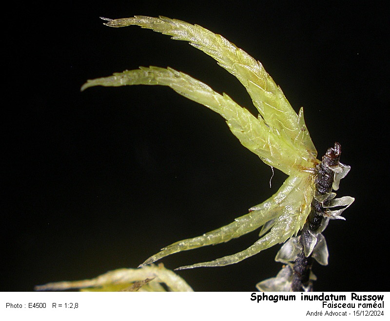 Sphagnum inundatum Russow #80992
