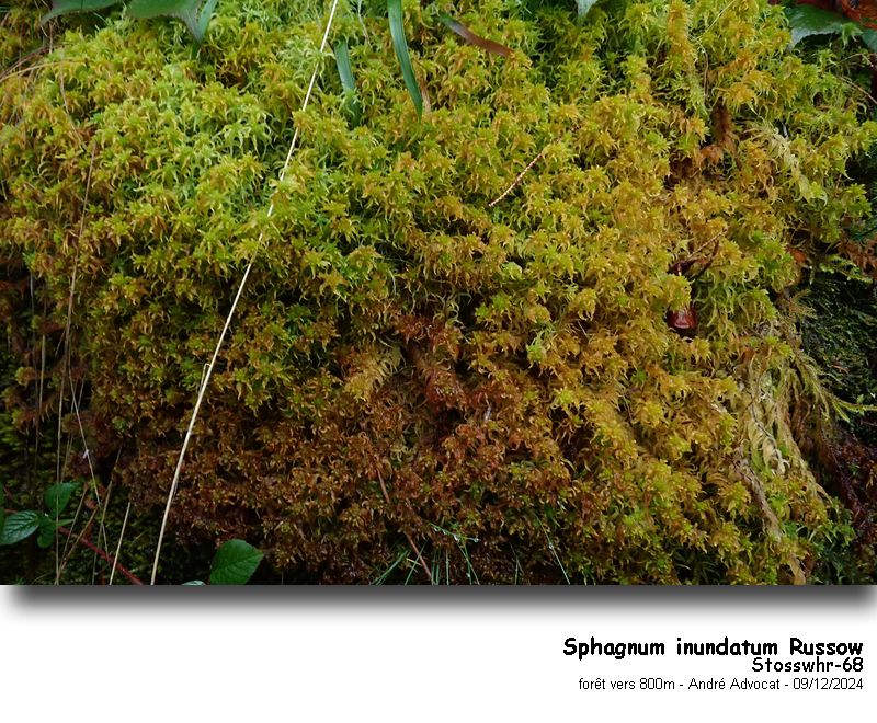 Sphagnum inundatum Russow #80969