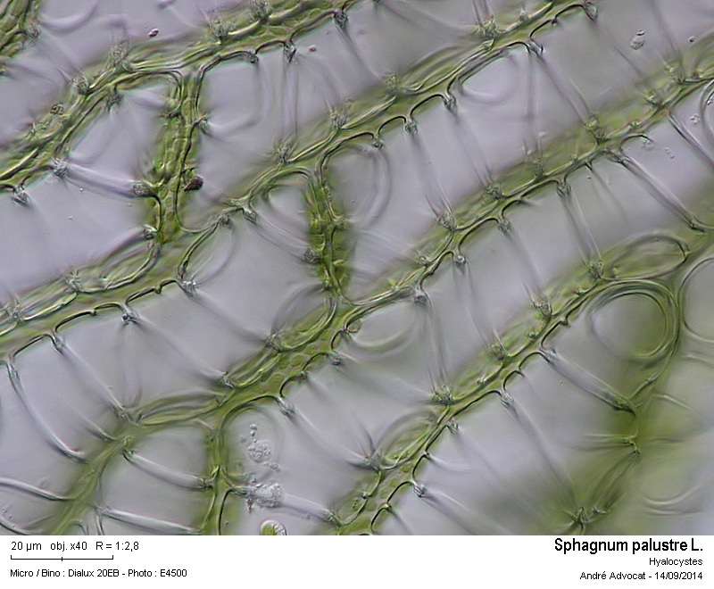 Sphagnum palustre L. #38919