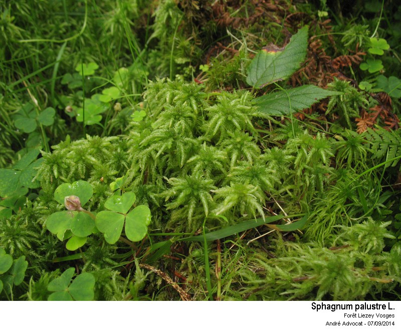 Sphagnum palustre L. #38912