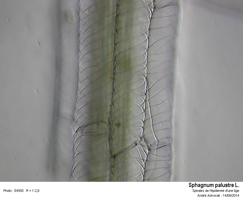 Sphagnum palustre L. #38920