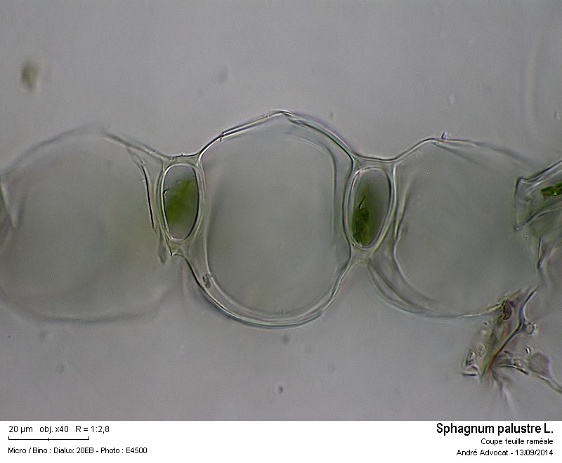 Sphagnum palustre L. #38917