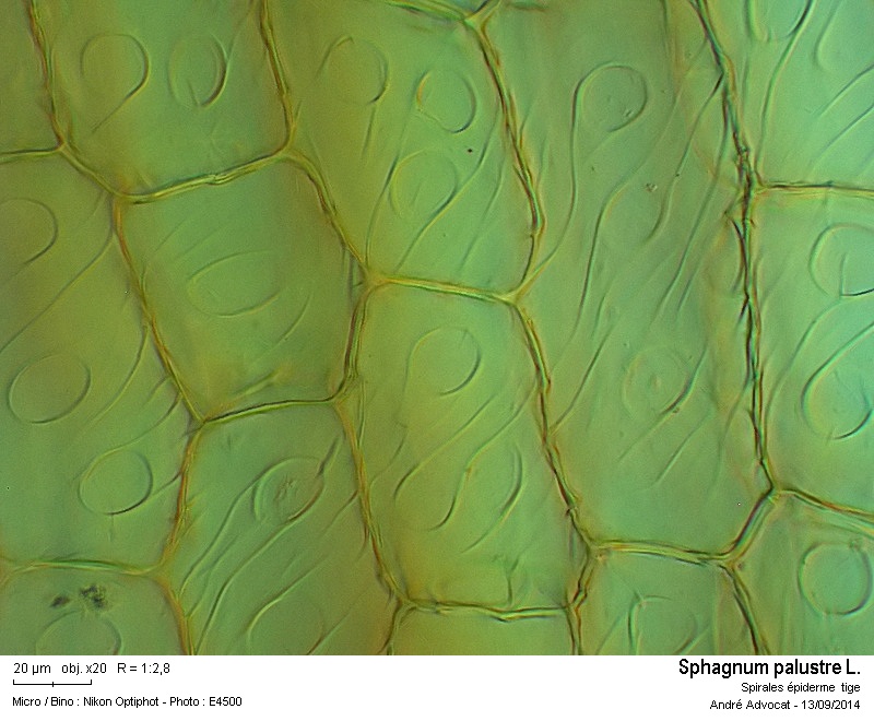 Sphagnum palustre L. #38921