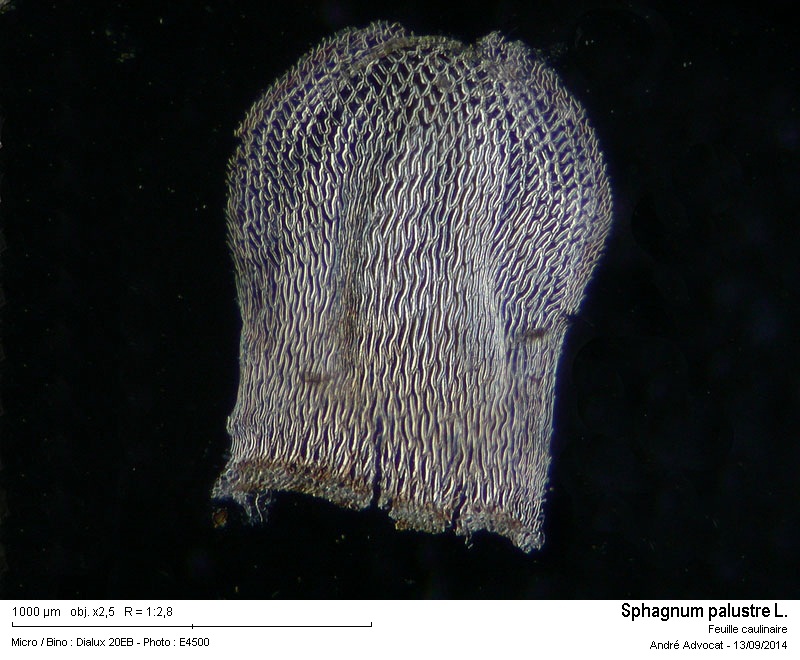 Sphagnum palustre L. #38914