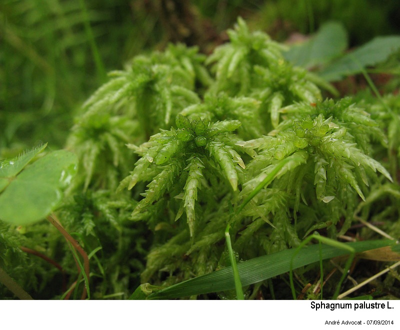 Sphagnum palustre L. #39809
