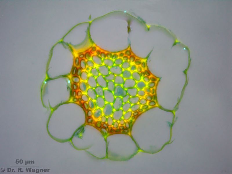 Sphagnum papillosum #26143