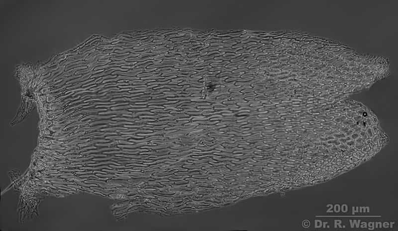 Sphagnum papillosum #26142