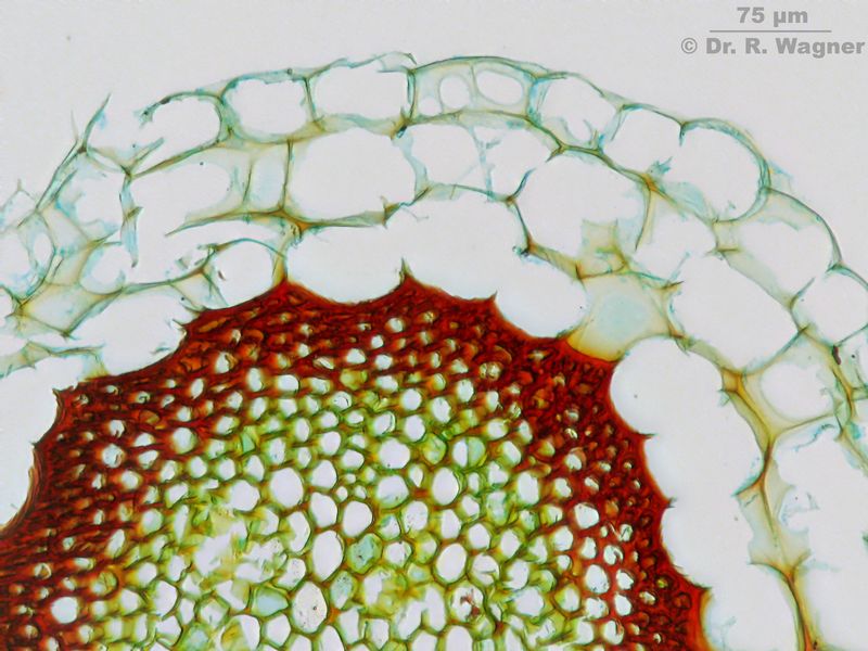 Sphagnum papillosum #26144