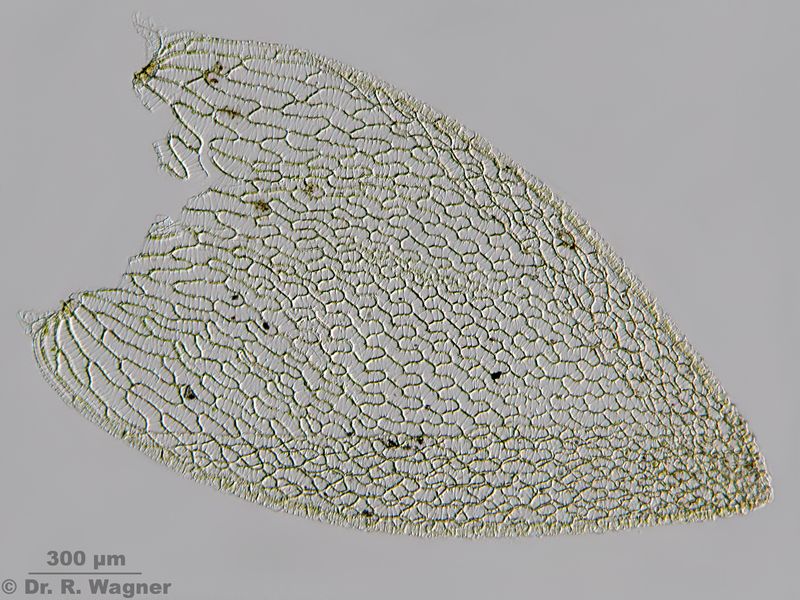 Sphagnum papillosum #26136